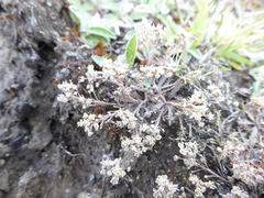 Lepidium solandri