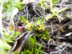 Stackhousia minima