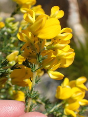 Aspalathus corrudifolia