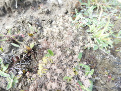 Lepidium solandri