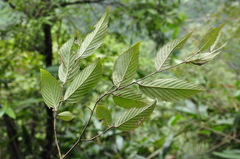 Carpinus pubescens
