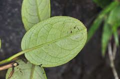 Stachyurus yunnanensis