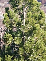 Pinus heldreichii