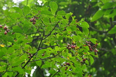 Handeliodendron bodinieri