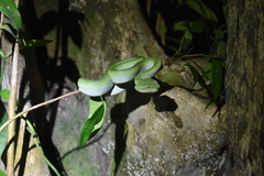 Tropidolaemus subannulatus