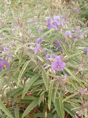 Solanum elaeagnifolium image