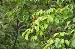 Acer cordatum