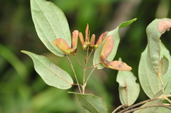 Acer cordatum