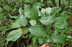 Acer cordatum