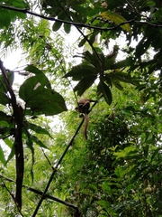 Prolemur simus