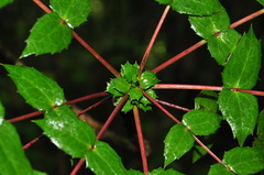 Berberis imbricata
