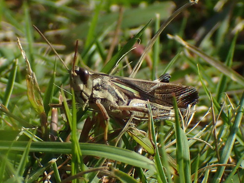 Slender Green-winged Grasshopper