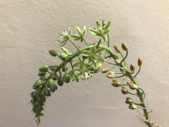 Albuca virens