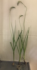 Albuca virens