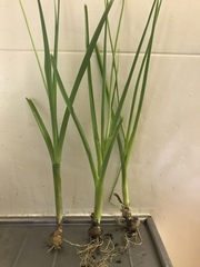 Albuca virens