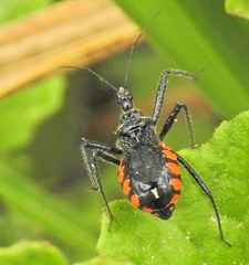 Rhynocoris tristis
