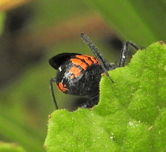 Rhynocoris tristis