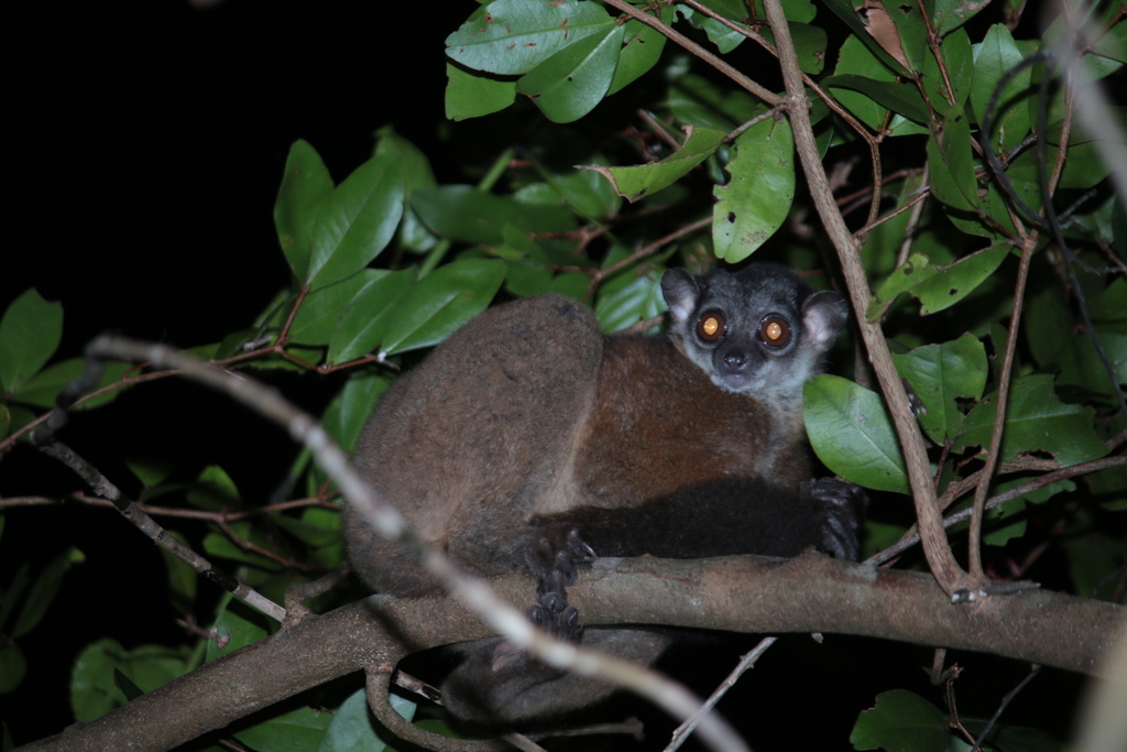 James' Sportive Lemur