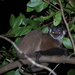 James' Sportive Lemur - Photo (c) nirianjarandria, some rights reserved (CC BY-NC)