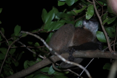 Lepilemur jamesorum