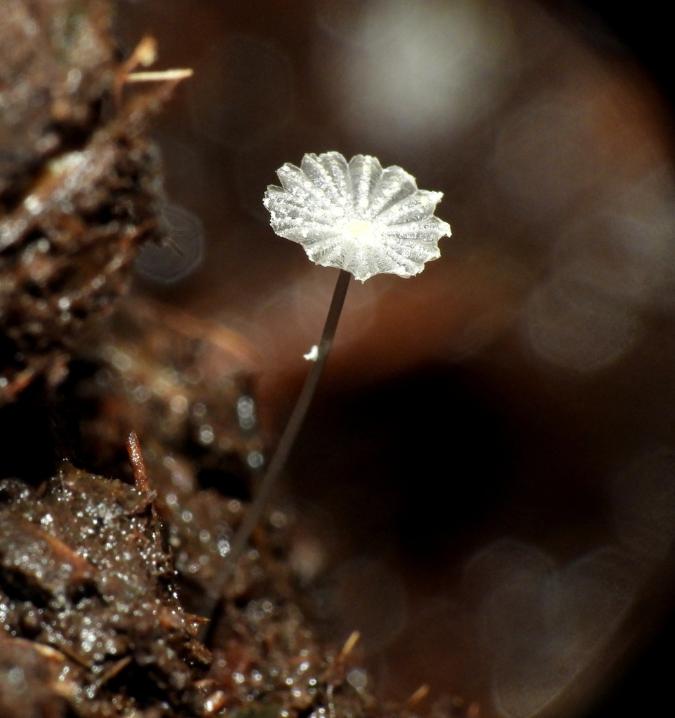 Narcissea ephemeroides