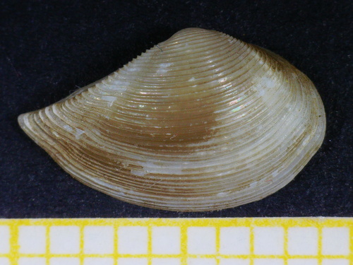 Saccella commutata observed 2022-09-28