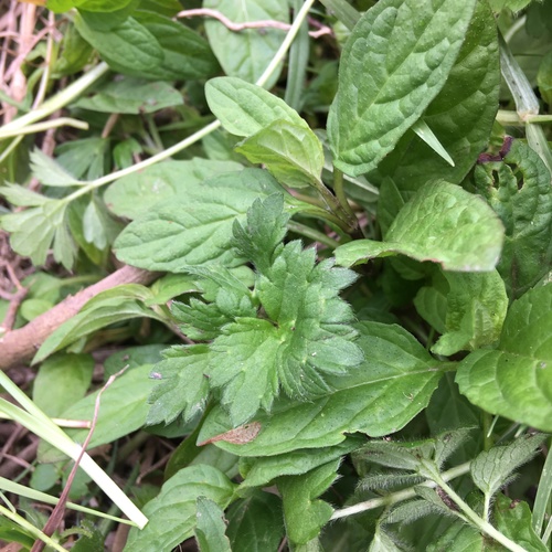 Alpine Self-heal seedling