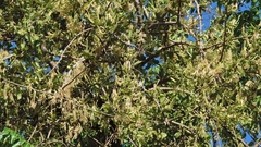 Erianthemum virescens image