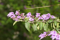 Prostanthera melissifolia