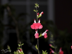 Salvia microphylla