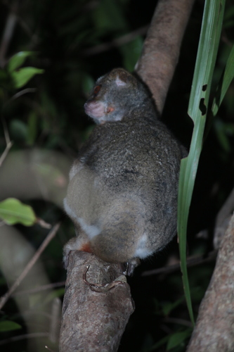 Ramantsoavana's Southern Woolly Lemur