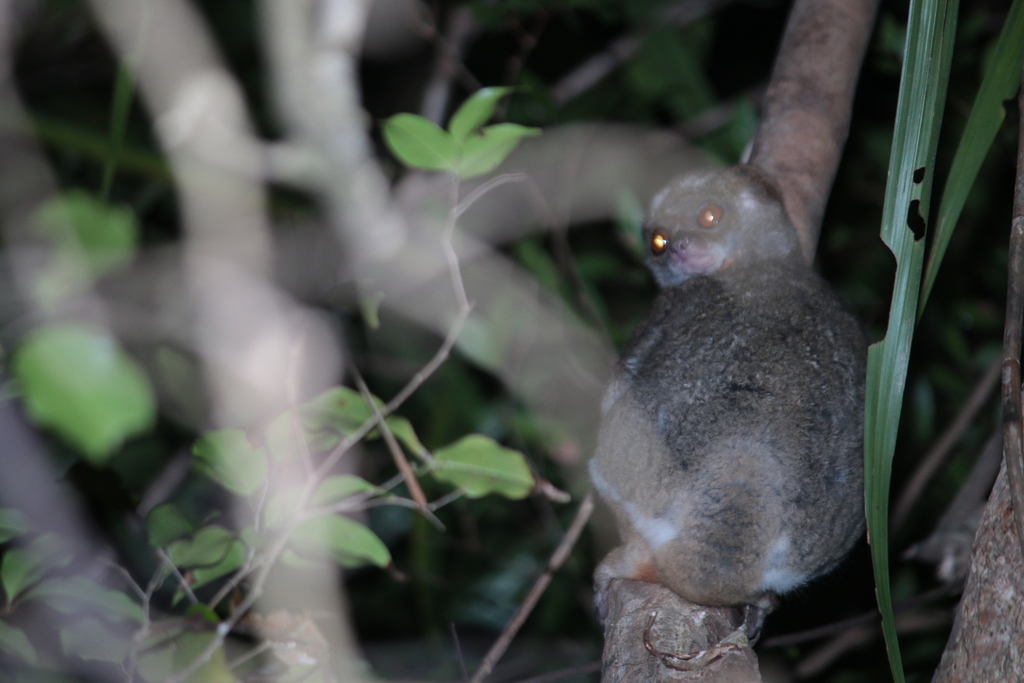 Manombo Woolly Lemur