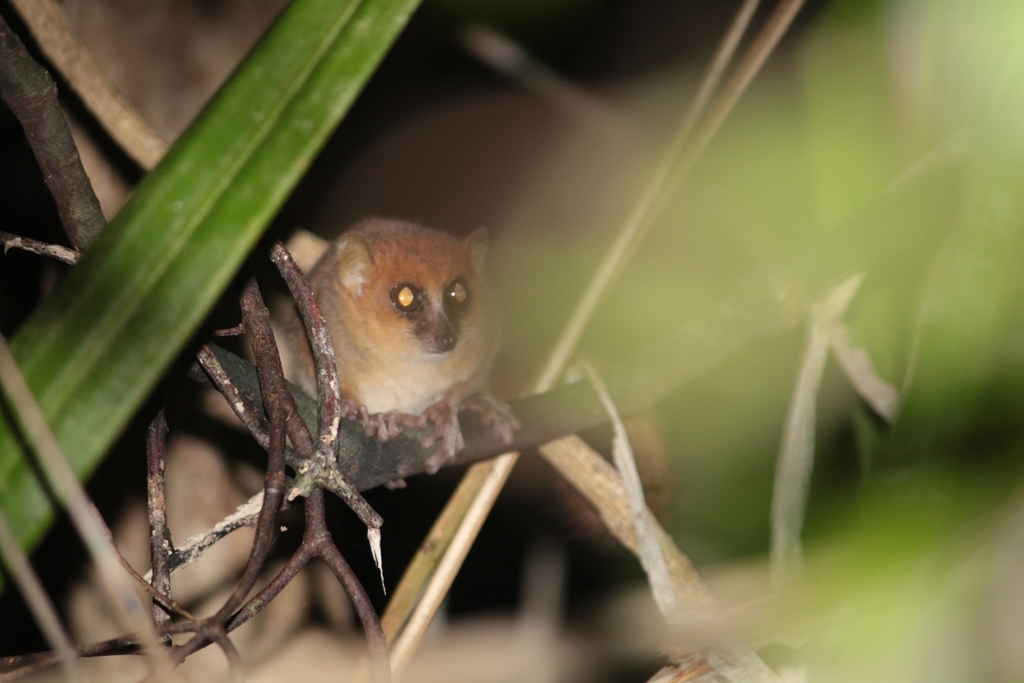 Jolly's Mouse Lemur