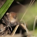 Jolly's Mouse Lemur - Photo (c) Soavina, some rights reserved (CC BY-NC), uploaded by Soavina