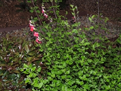 Salvia microphylla