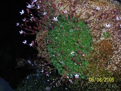 Micranthes stellaris robusta