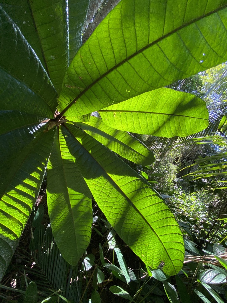 Pouteria bullata