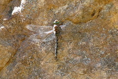 Pinheyschna subpupillata