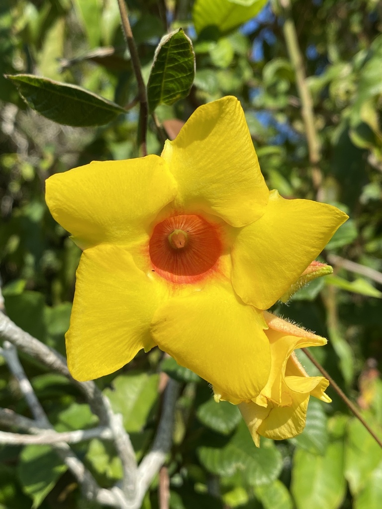 Mandevilla scabra