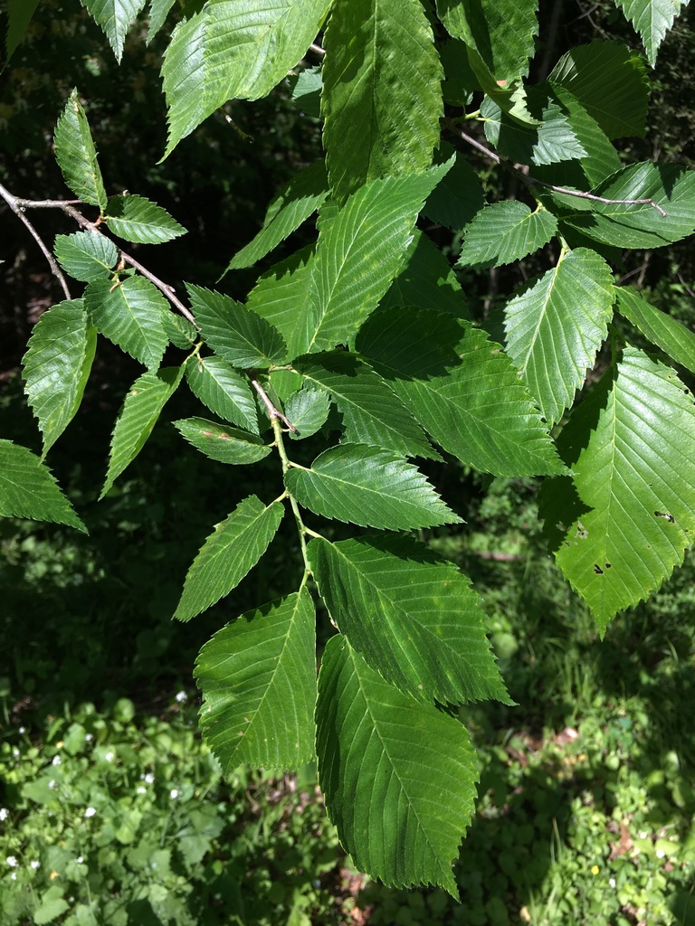 American elm from Alonzo F. Bonsal Wildlife Preserve, Montclair, NJ, US ...