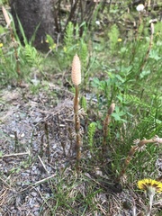 Equisetum sylvaticum image