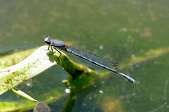 Pseudagrion draconis