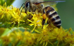 Apis cerana japonica