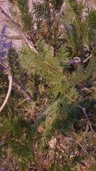 Platycladus orientalis