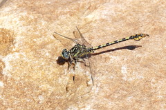 Paragomphus cognatus