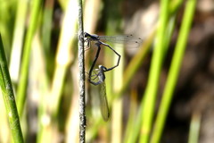 Pseudagrion draconis