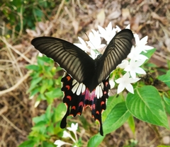 Papilio polytes stichius