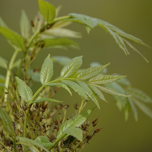 Paprastasis uosis nuotrauka