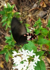 Papilio polytes stichius