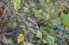 Poecile palustris